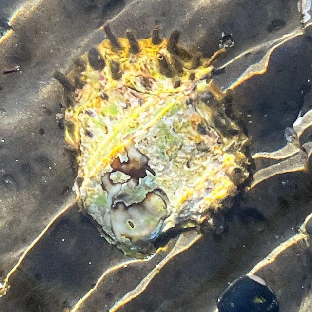 A limpet under shallow water: a flat, cone-shaped shell with ridges that reach the edge, covered with yellow-green algae.