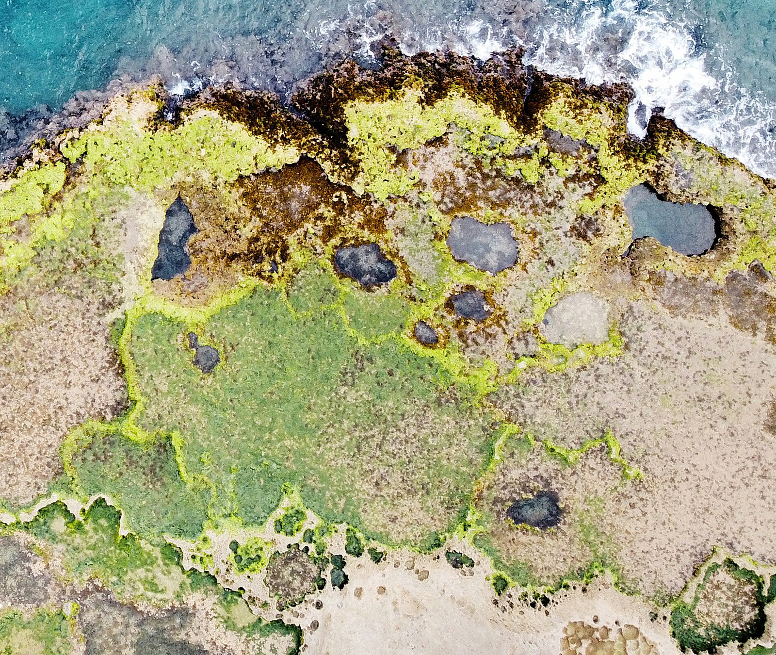 A rocky shore at low tide photographed from straight above by a drone. The sea is at the top. Below it, a band of brown and bright green seaweed with dark rock pools, then a wide area of green seaweed and pale rock, then pale rock with small pools at the bottom.