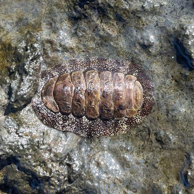 A chiton on wet rock: an oval animal with eight brown shell plates in a row along its back, surrounded by a speckled rim.