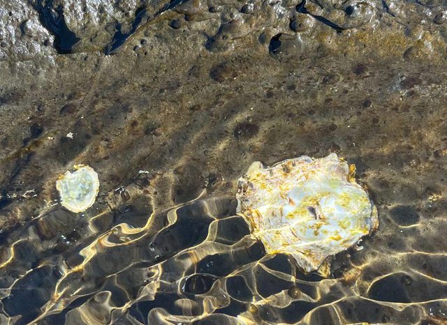 Two limpets on dark volcanic rock under the clear, shallow water of a rock pool. Sunlight makes a pattern of bright lines on the rock.