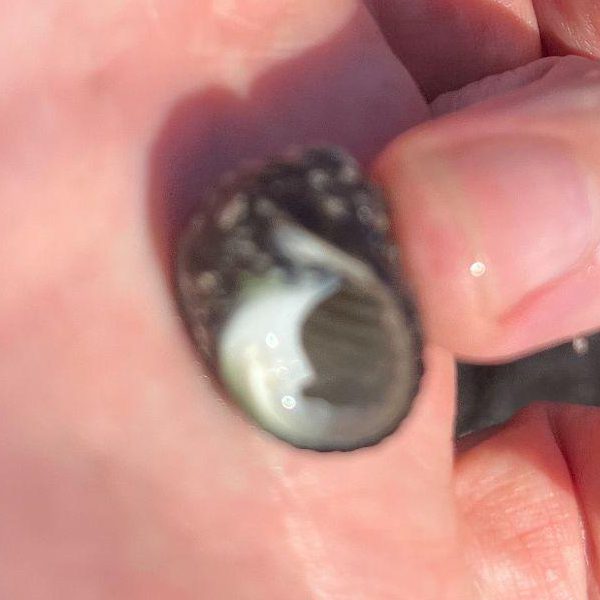 The same top shell turned over: a round opening, pearly white inside.