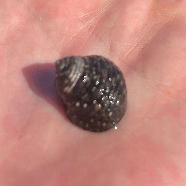 A top shell in the palm of a hand: a dark, rounded, coiled shell with spiral rows of small pale bumps.